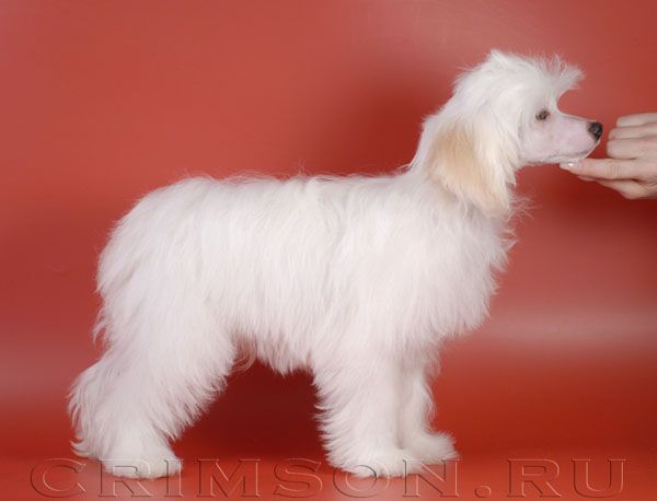 Rus Crimson Empaer Snow Puff