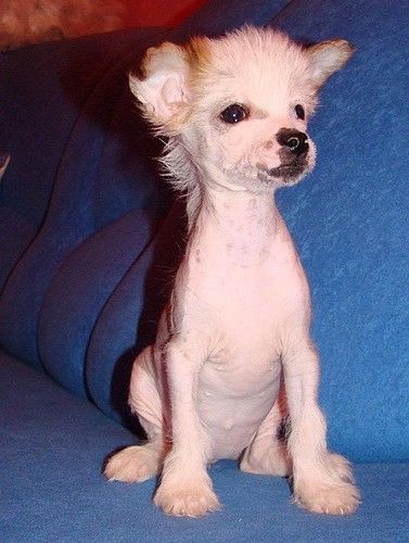 Issabella Sophia Eve-Bler 