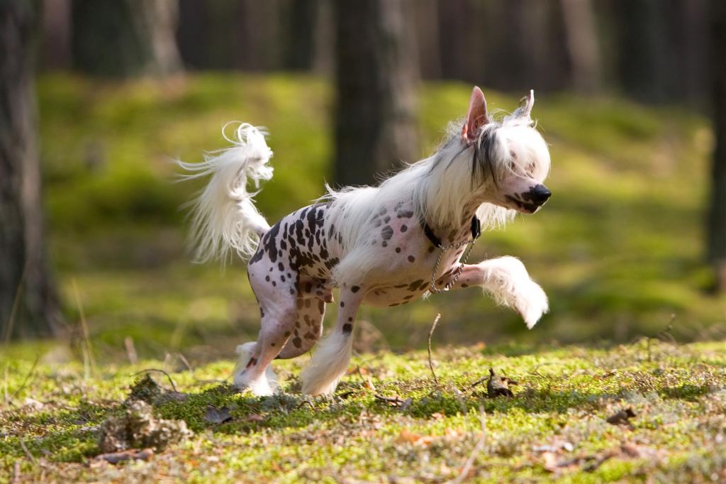 True Magnifisen Kventin Olegrokatrin