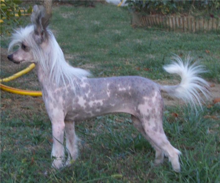 Sasquehanna (fci) Salvia