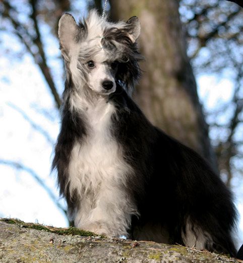 Sun-Hee's Dazzling Dollar