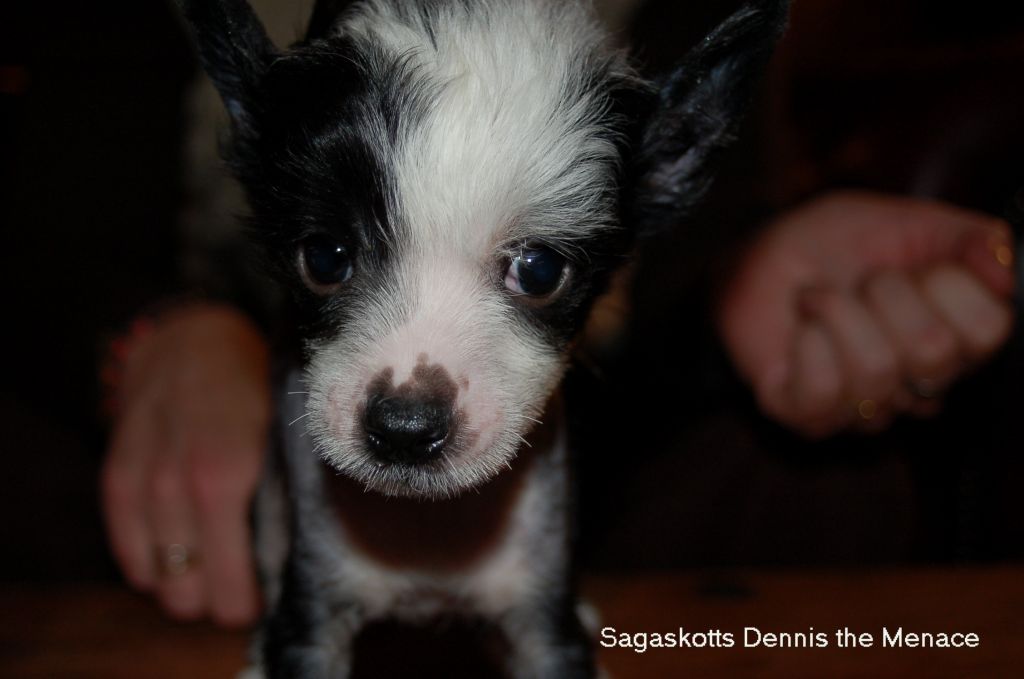 Sagaskotts Dennis The Menace