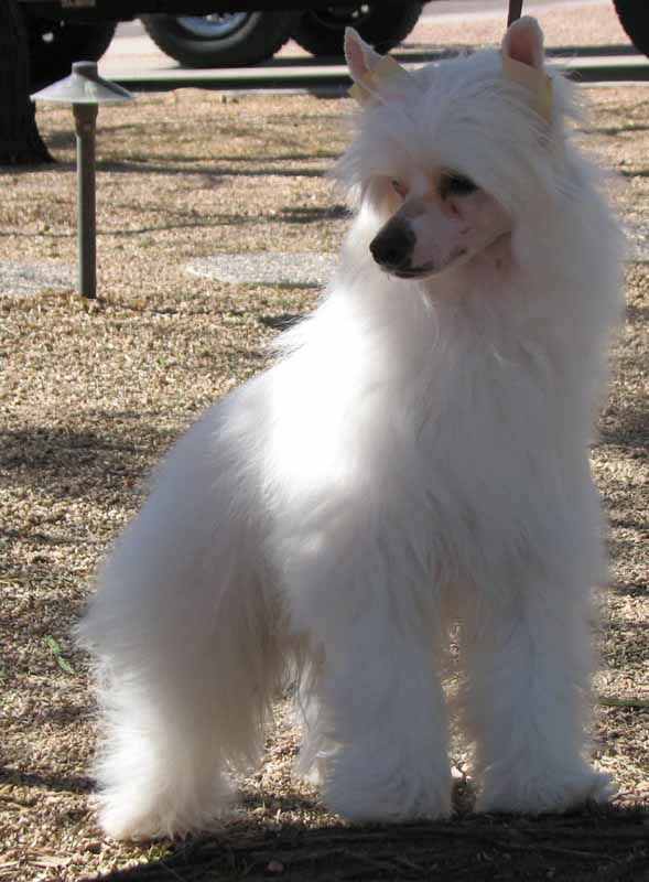 Crest-Vue's Cowboy Up