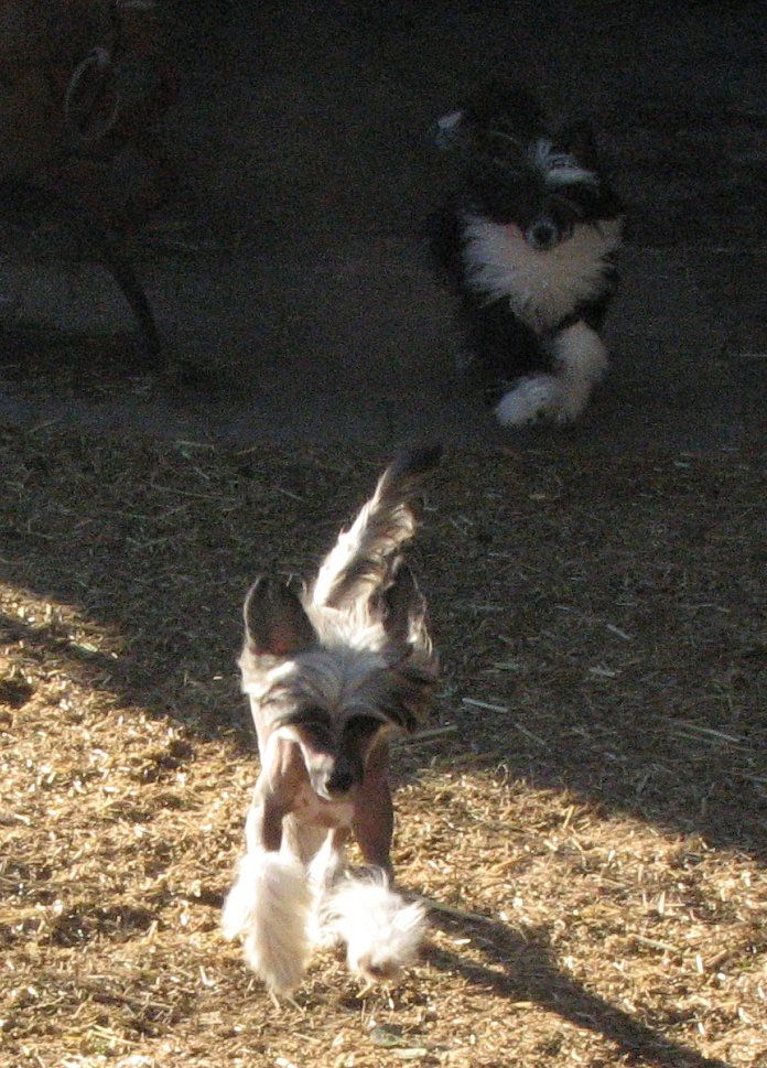 Crest-Vue's Smoke N Fire