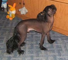 Chaina Dzhedai Mokko