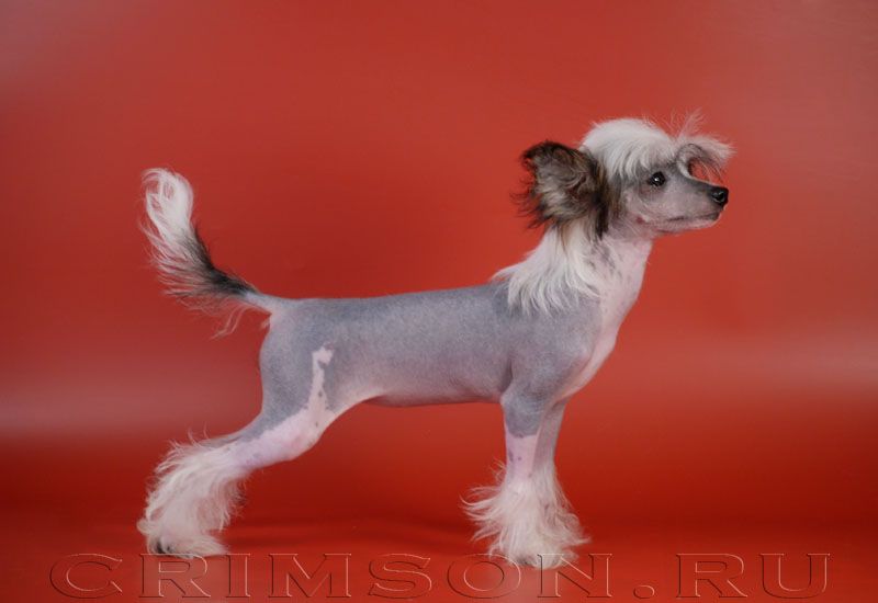 Rus Crimson Empaer Silver Angel