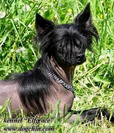 Glyanets Lucky iz Hrizo Ferize