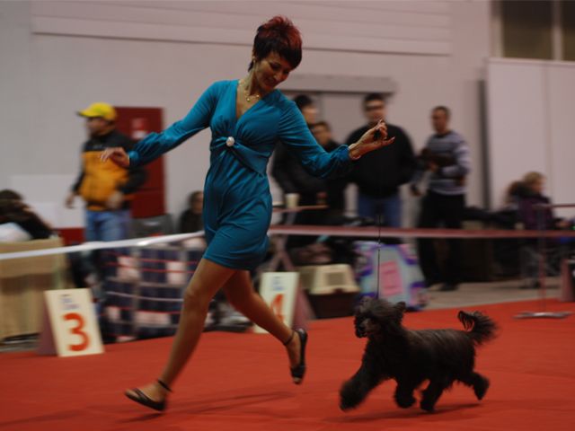 Kranar Wonderful Dream Night