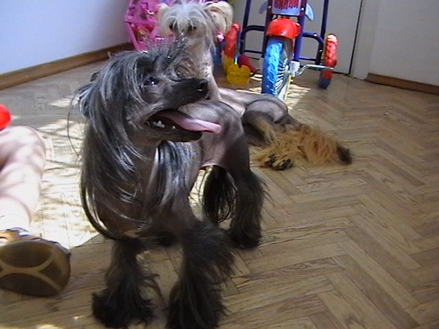 Atlant Kordiall YAMAHA  