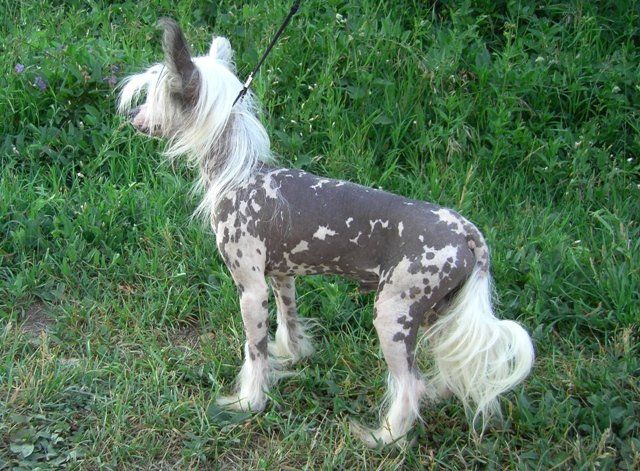 Vellar Pljus Snezhny Barsik Sim Salabim