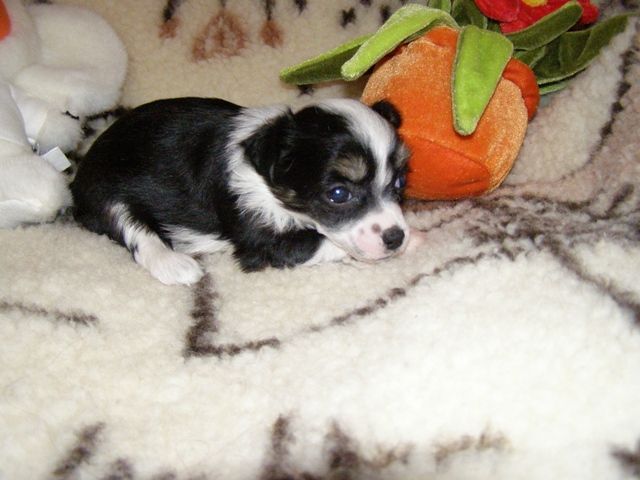 Atlant Kordiall Lee Lu