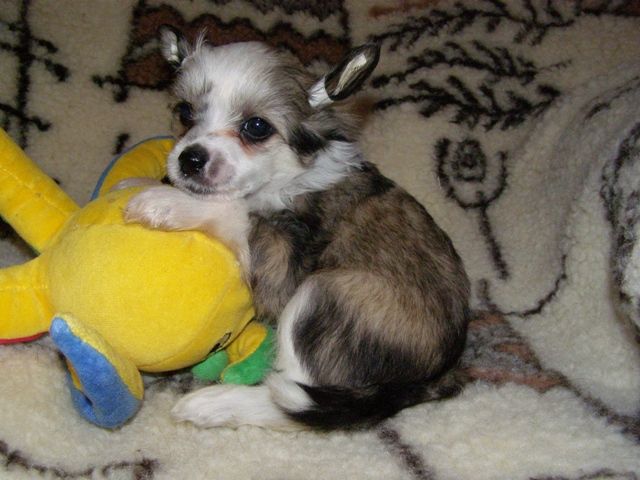 Atlant Kordiall Lexus