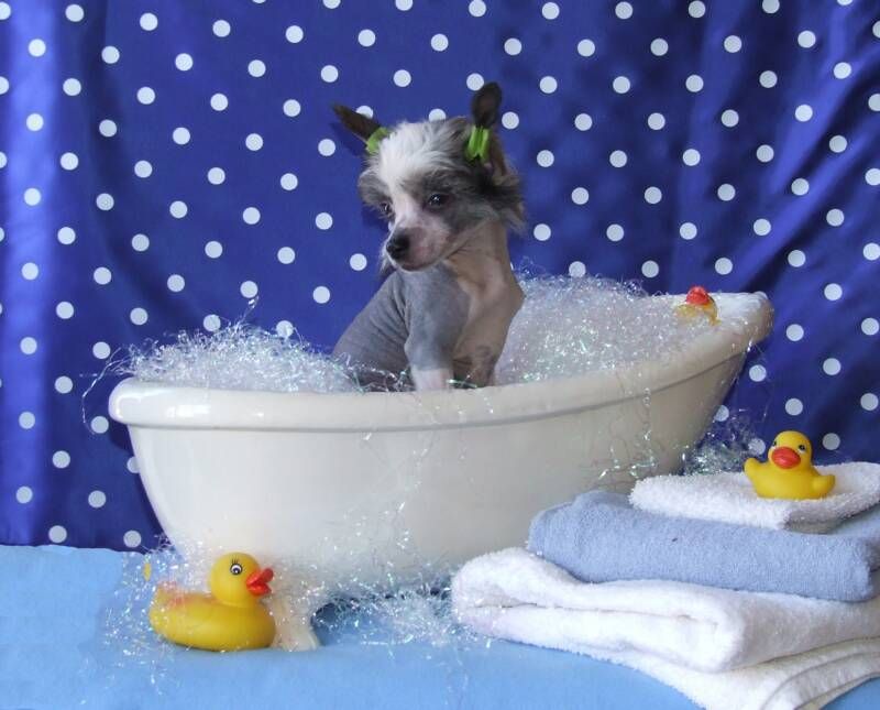 WhisperingLn' LiarLiar Pants On Fire