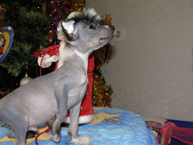 Atlant Kordiall Mummi Troll