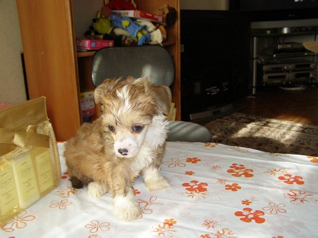 Atlant Kordiall Multik