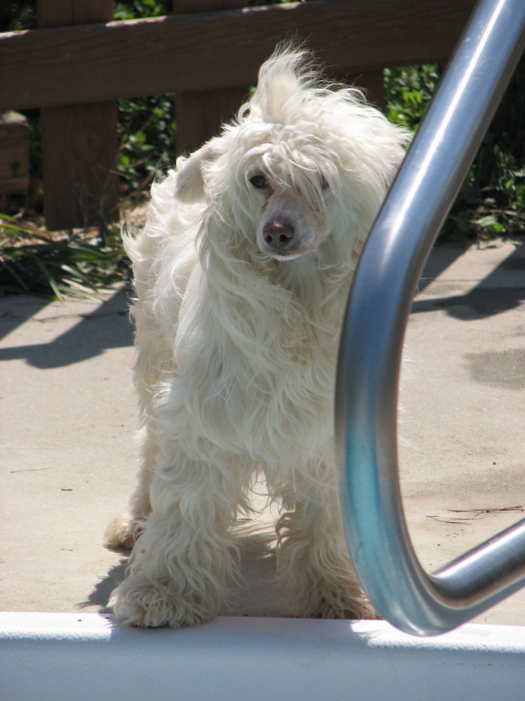 Bear Creek's Rocket Man