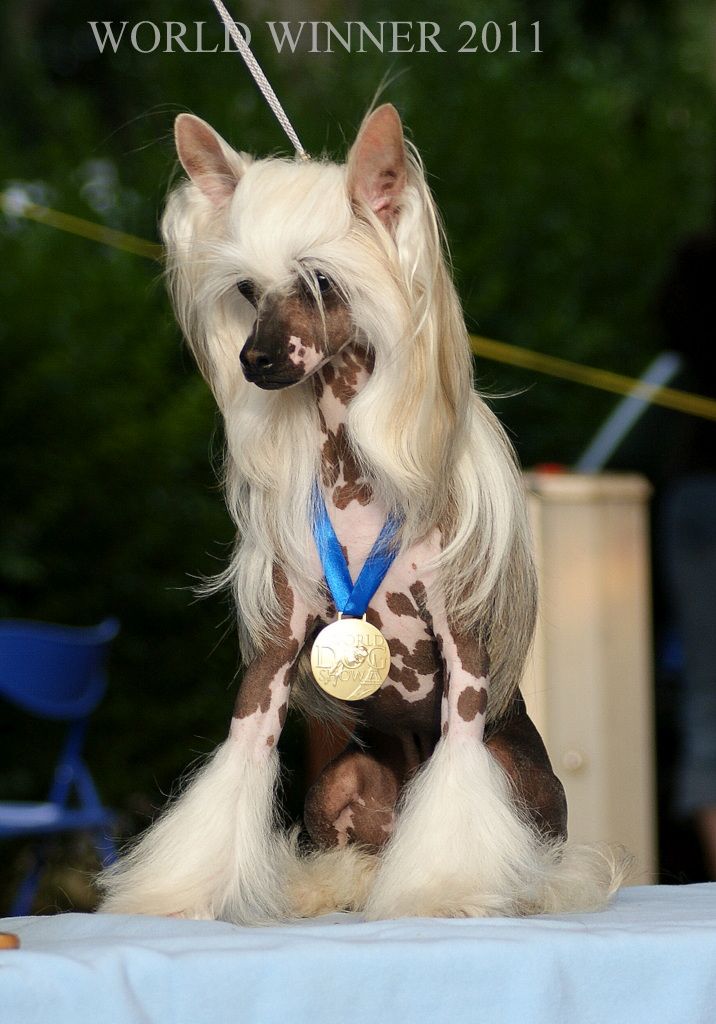 Phoenix z Jasne hvezdy