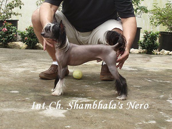 Shambhala's "Nero" Vladimar Von Numa