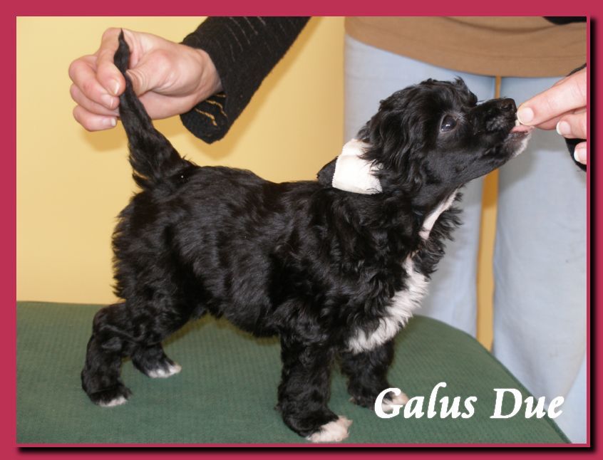 Secrets Of Heart Galus Due