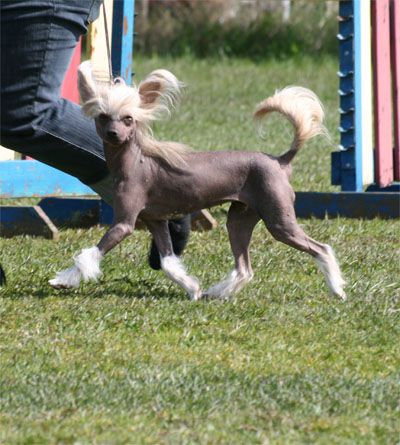 Forsythia Miracle Lavandula