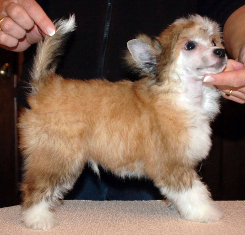 Gri-Gri Little Champs