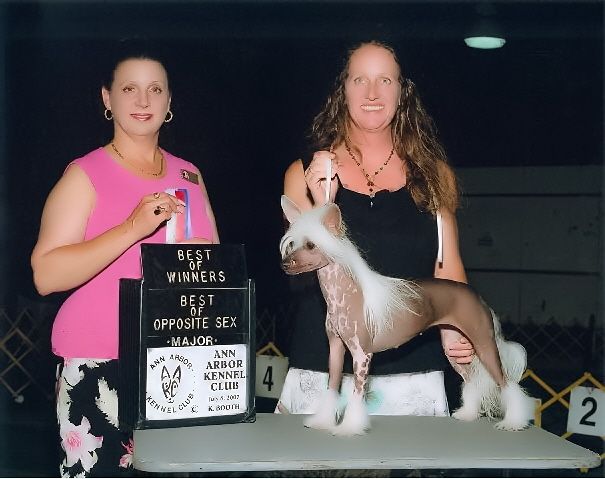 Topshelf Bonsai Bella Luna