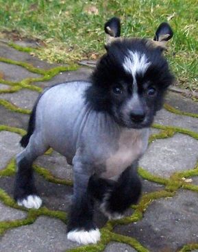 Tippytoes Sexclusive