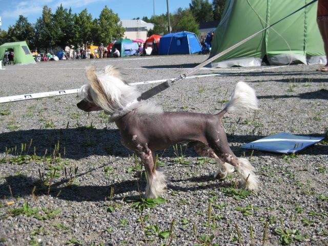 Magic'N Mystic Illusion Of Love