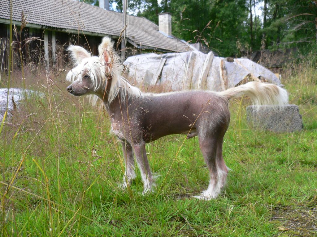 Magic'N Mystic Ice' N Fire