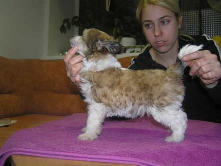 Leon Fleur De Lis Wilgelm