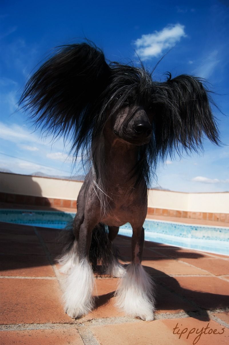 Tippytoes Le Faiseur De Miracle