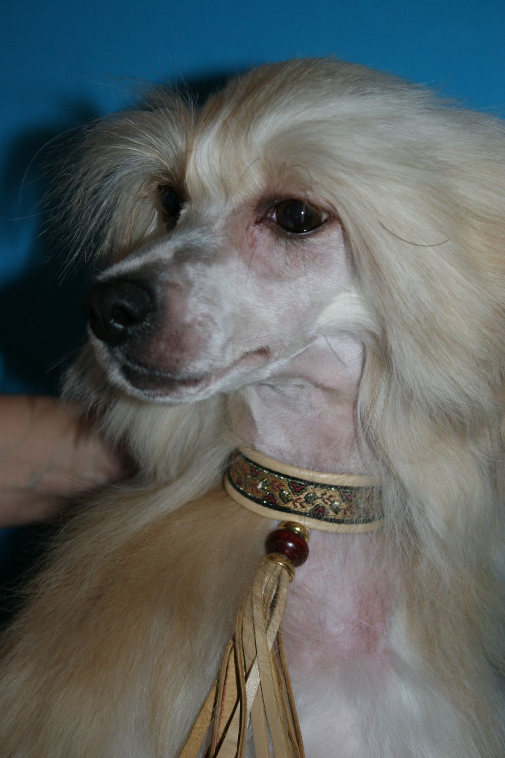 Markiza of Angels de Fageiro