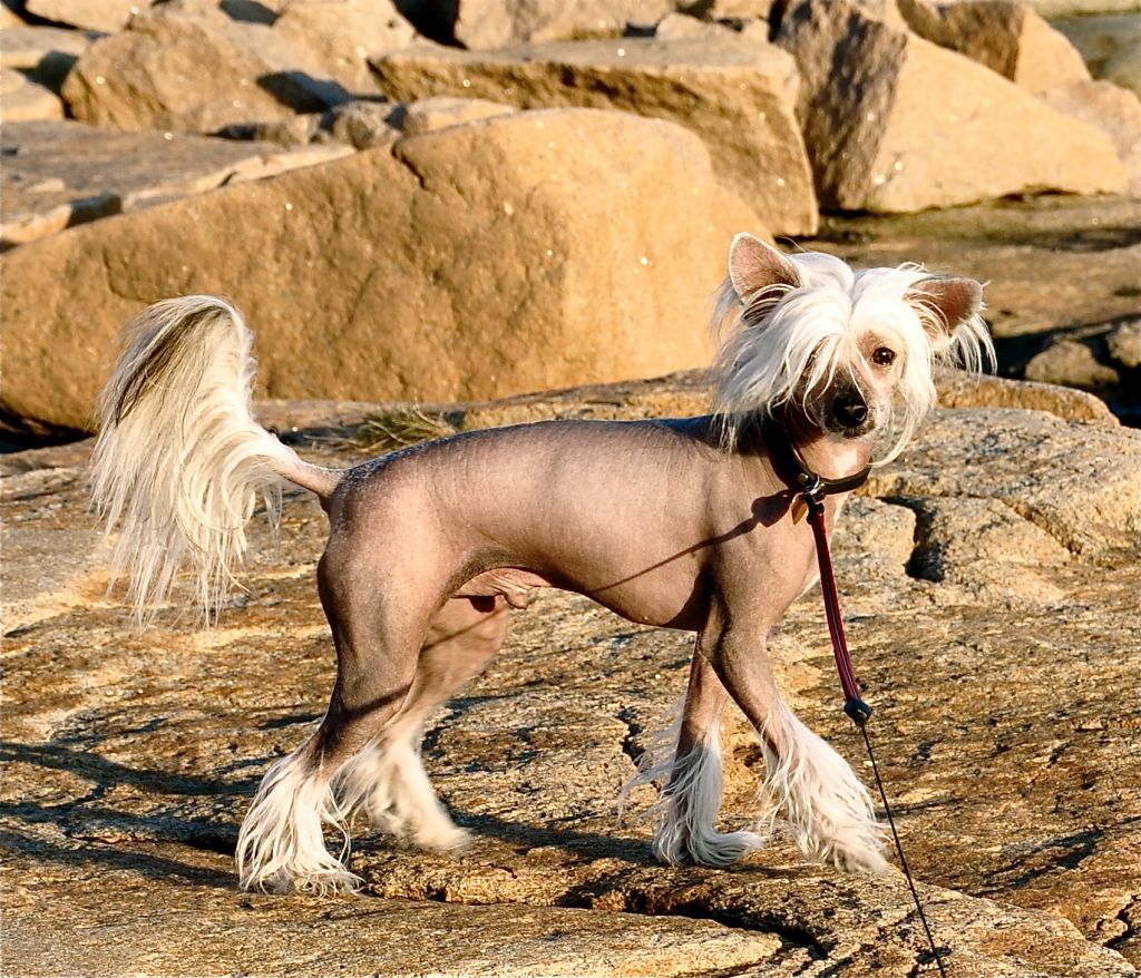 Peder Pamfilius Avrina