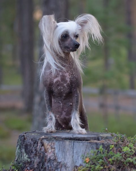 Perle Petunia Avrina