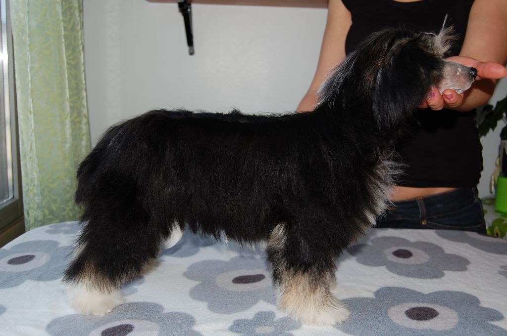 Magic'N Mystic Im One Tuff Cookie