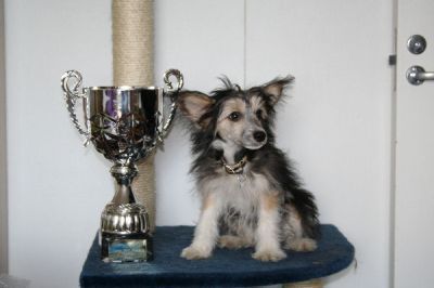 Magic'N Mystic Innocent Dream