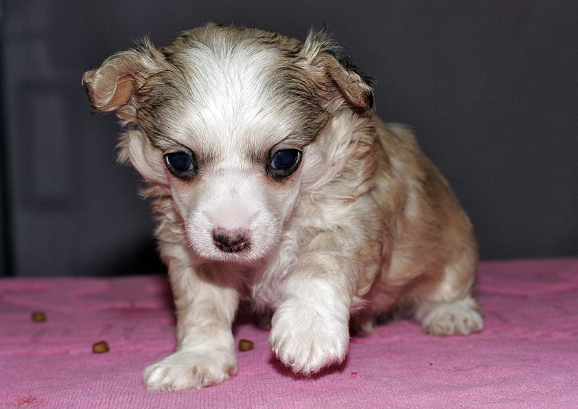 Magic'N Mystic Irish Cream