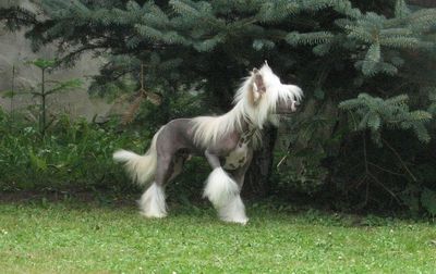 Dayoko Toshi Poarott