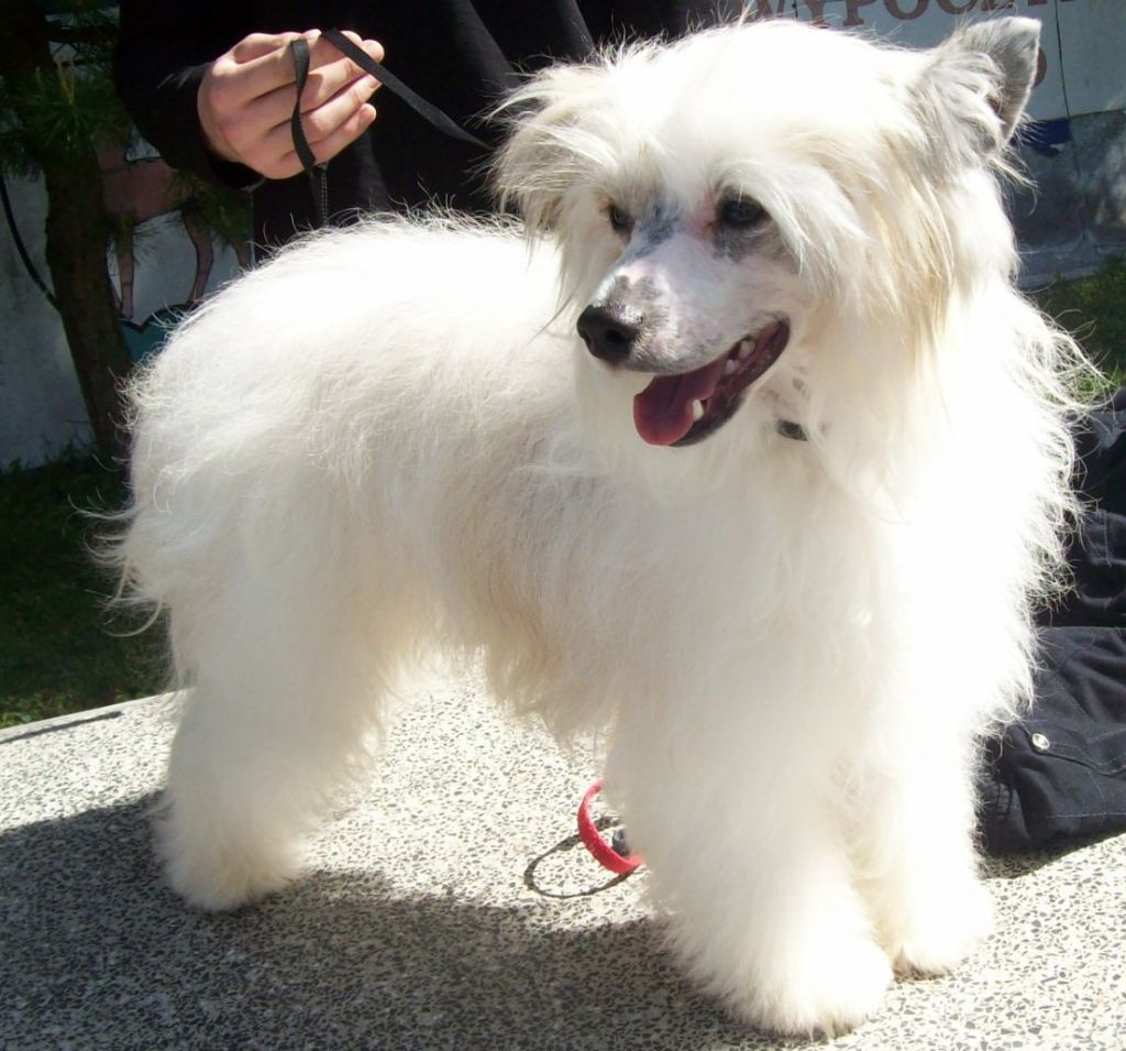 Dream Catcher Poarott