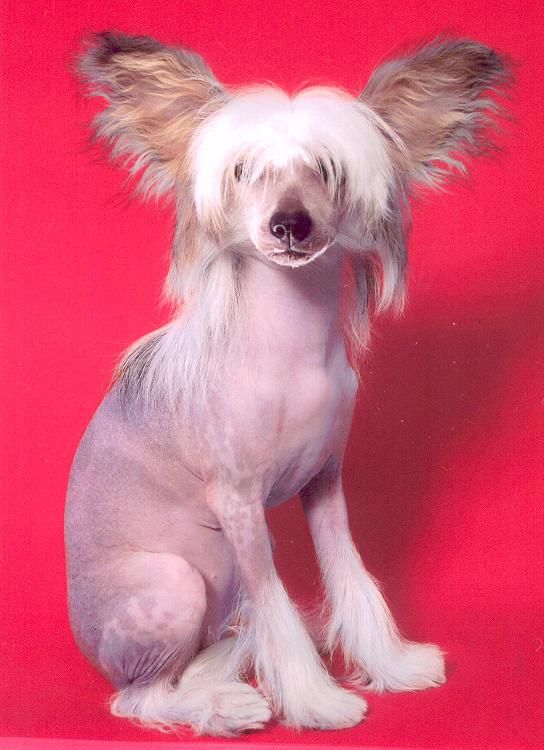 Kredo Festa Helen of Troy