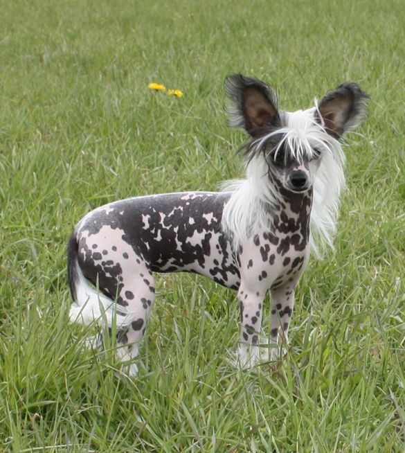 Fiabella's Lady Chelsea