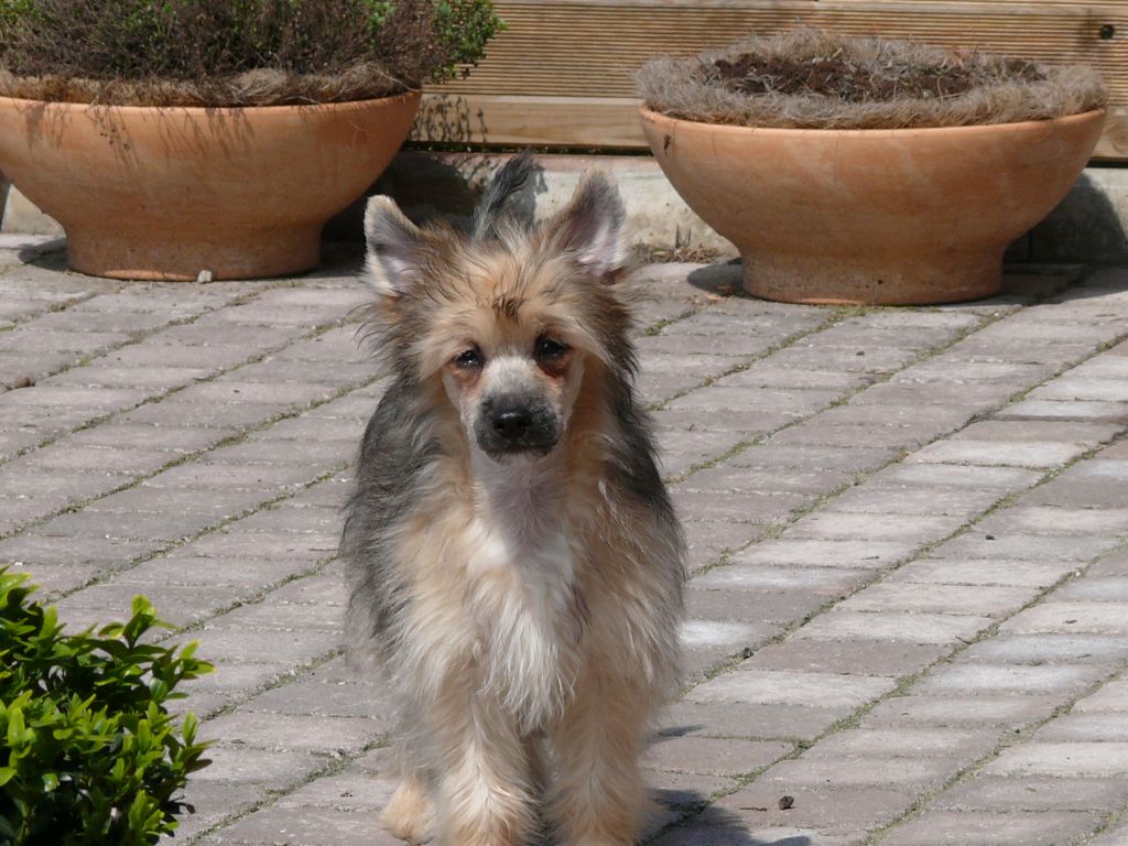 Barbacoma(FCI)Bel Canto