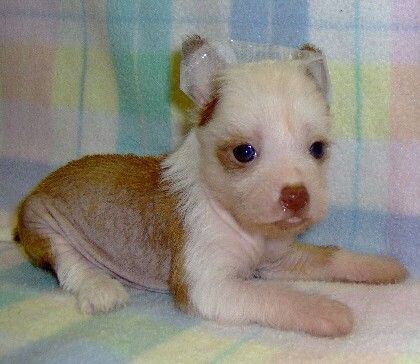 Show'Ntell American Beauty By Xroads