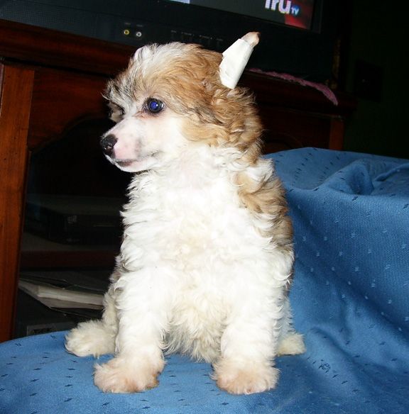 Spiritual My Heart Has Wings