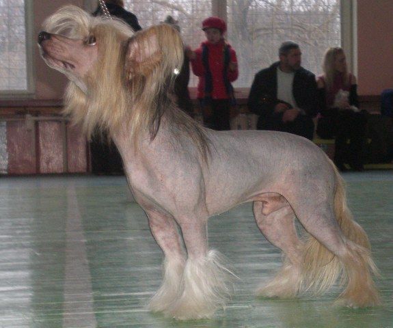 Vernisazh Mari Norton Bluz