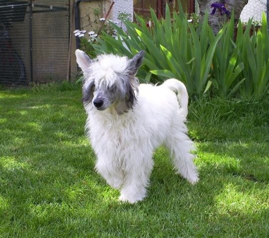 Canaille de la Vallee aux Mille Fleurs
