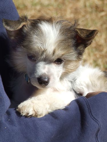 Delende Koridawn PanaSonic