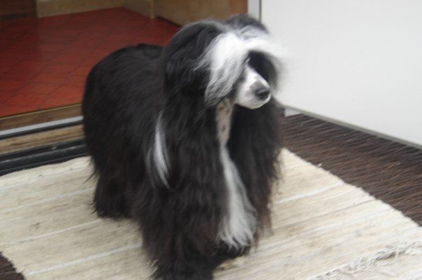 Paw-a-dee Its Raining Men