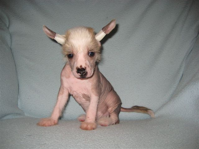 Dogland Happy Willis