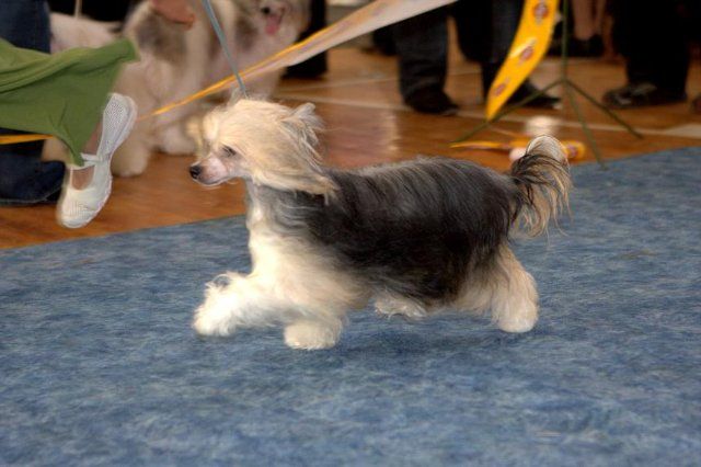 Alfa Laval Pace To Temptation  Black